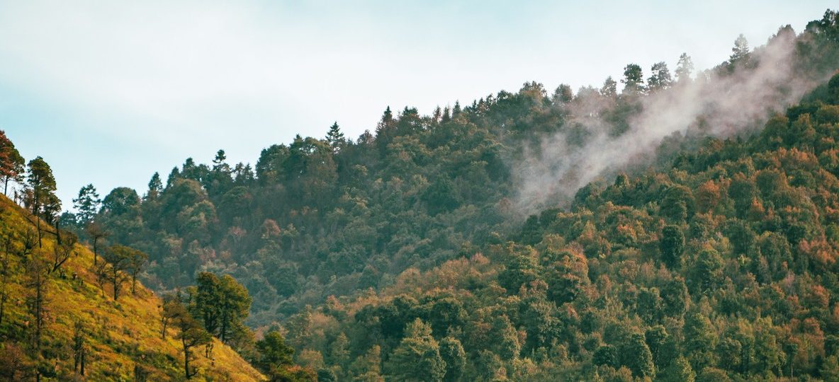 A lone lion moving through open moorland grassland in Aberdare National Park with misty highland forest in the background