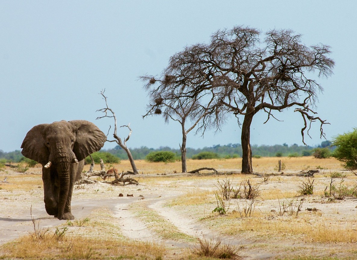 A small propeller aircraft on a dirt airstrip near a Kenyan conservancy with wildlife visible nearby