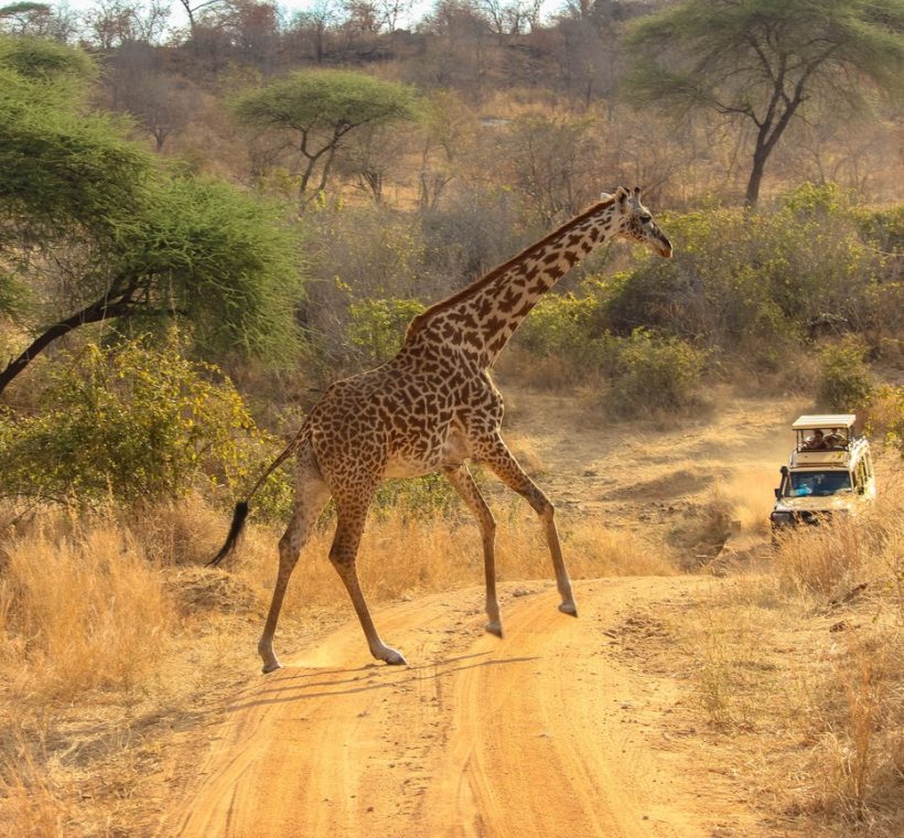electric safari vehicle kenya - a converted Land Cruiser parked silently near a herd of elephants at dawn on the Maasai Mara plains