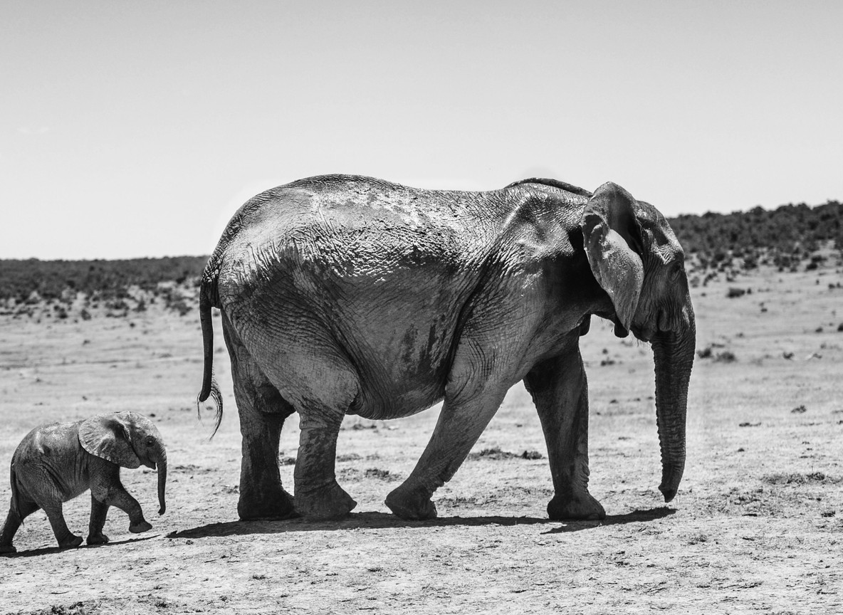 A mother elephant and her calf walking together in Kenya, the bond keepers try to replicate for orphaned elephants at the Nairobi Nursery