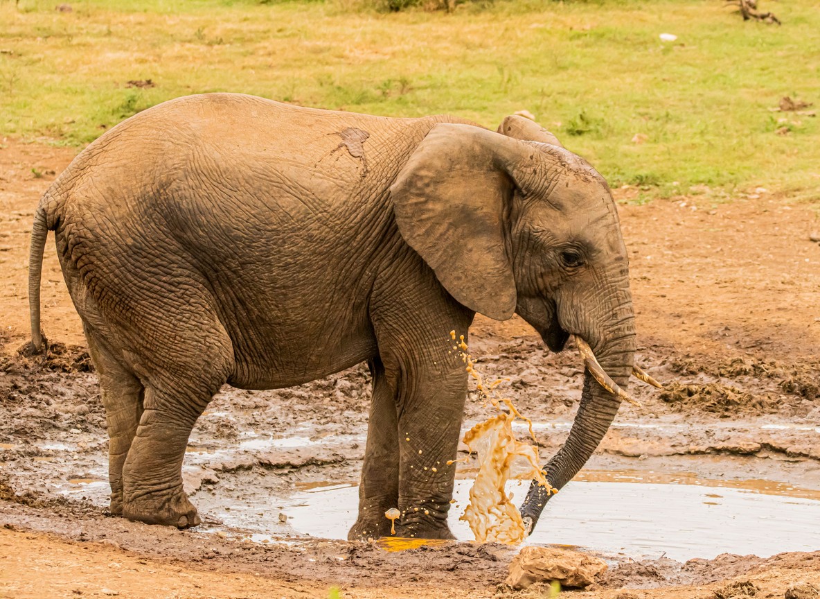 A young elephant splashing at a waterhole in Kenya, the kind of midday mud bath orphaned calves enjoy at the Nairobi Nursery