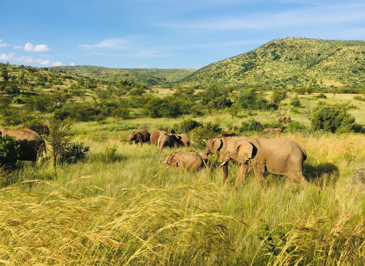A wild elephant herd with young calves moving through tall grassland in Kenya, the kind of family group graduated orphans go on to join