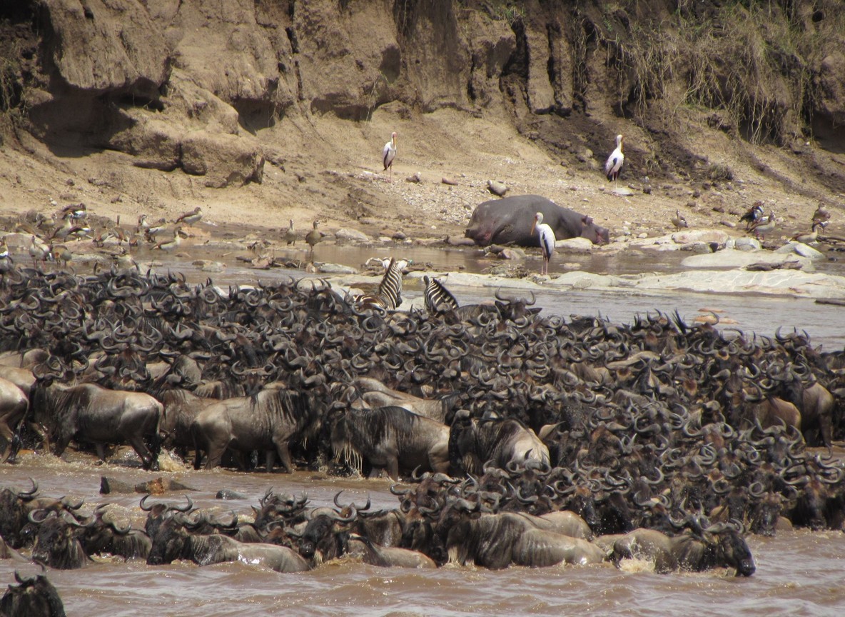 Lion pride resting in riverine shade along the Talek River near Emboo Camp