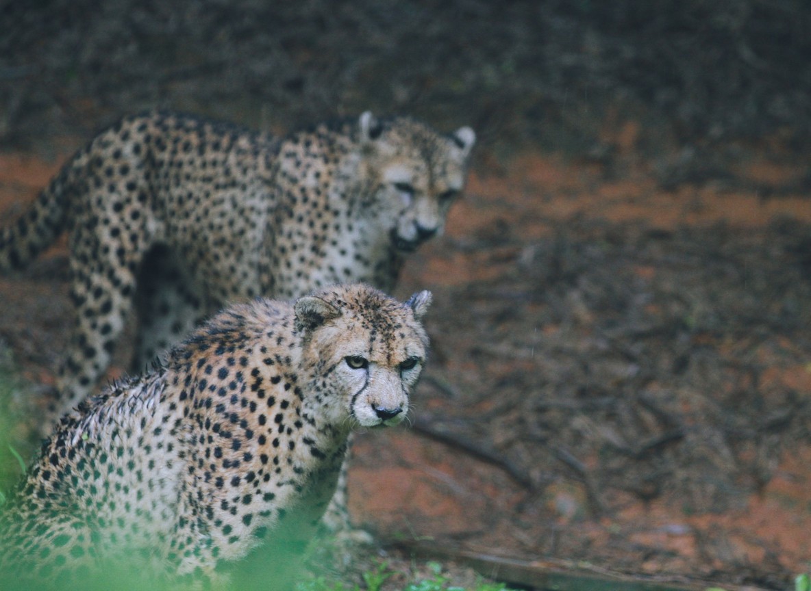 Guests on a silent electric game drive vehicle watching wildlife near the Talek River at Emboo River Camp