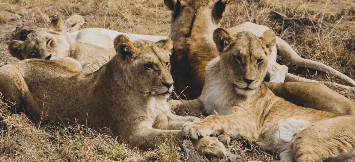 Masai Mara