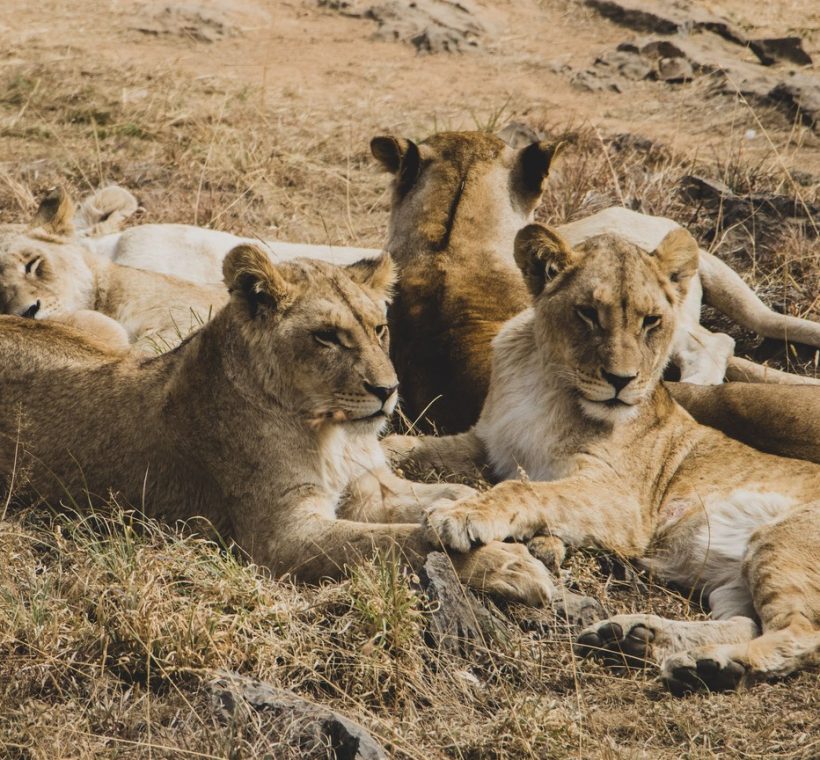 Masai Mara