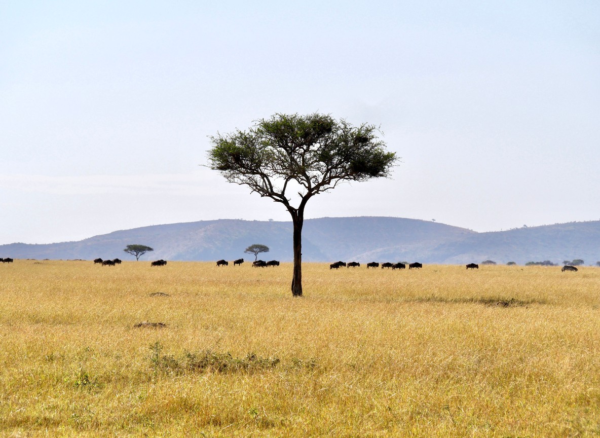 no stairs, Masai Mara riverside camp