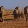 An elephant herd crossing the savanna at sunset in the Amboseli ecosystem, Kenya, where Team Lioness female rangers patrol