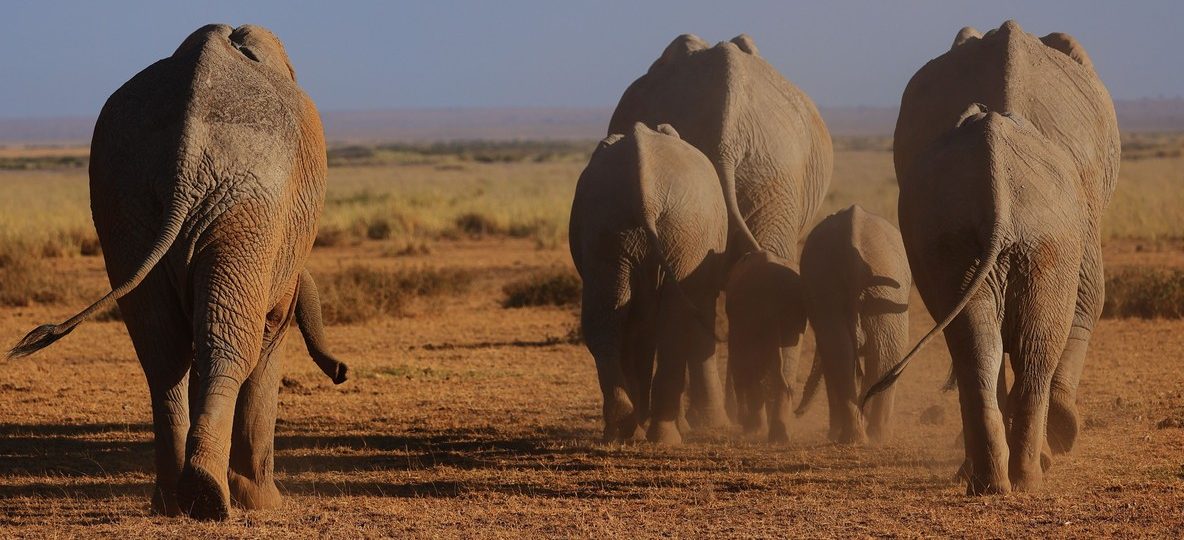 An elephant herd crossing the savanna at sunset in the Amboseli ecosystem, Kenya, where Team Lioness female rangers patrol