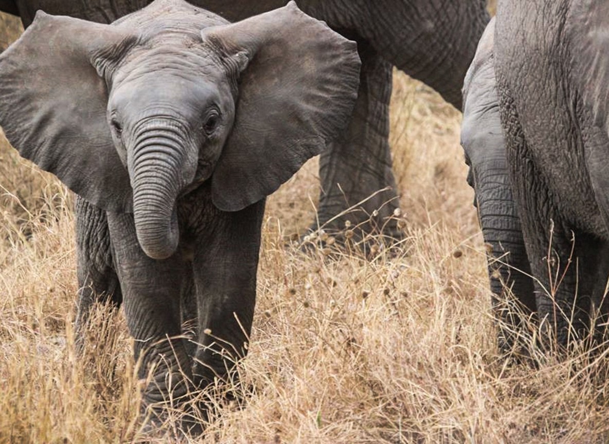 A young elephant in dry savanna grassland in the Tsavo ecosystem, Kenya, patrolled by Sheldrick Wildlife Trust anti-poaching teams