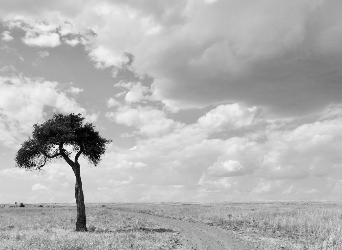 A lone acacia tree on the semi-arid savanna of Samburu County, Kenya, home to Northern Rangelands Trust conservancies