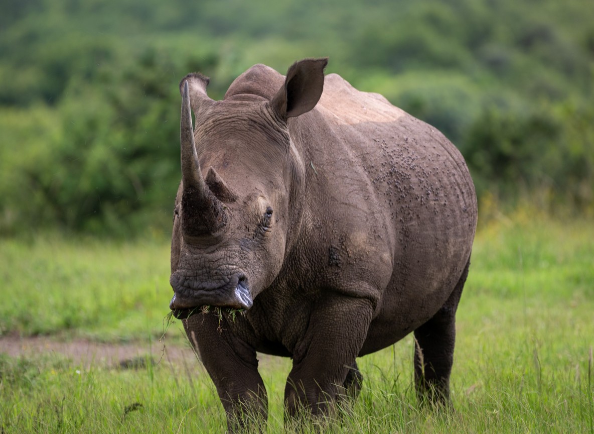 A white rhino grazing on open grassland in Laikipia, Kenya, protected by Ol Pejeta and Lewa ranger teams