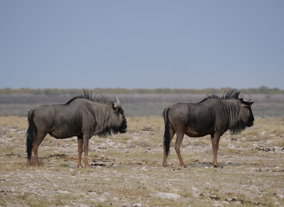 Wildebeest and grassland at dawn in the Amboseli-Kilimanjaro ecosystem where Team Lioness patrols