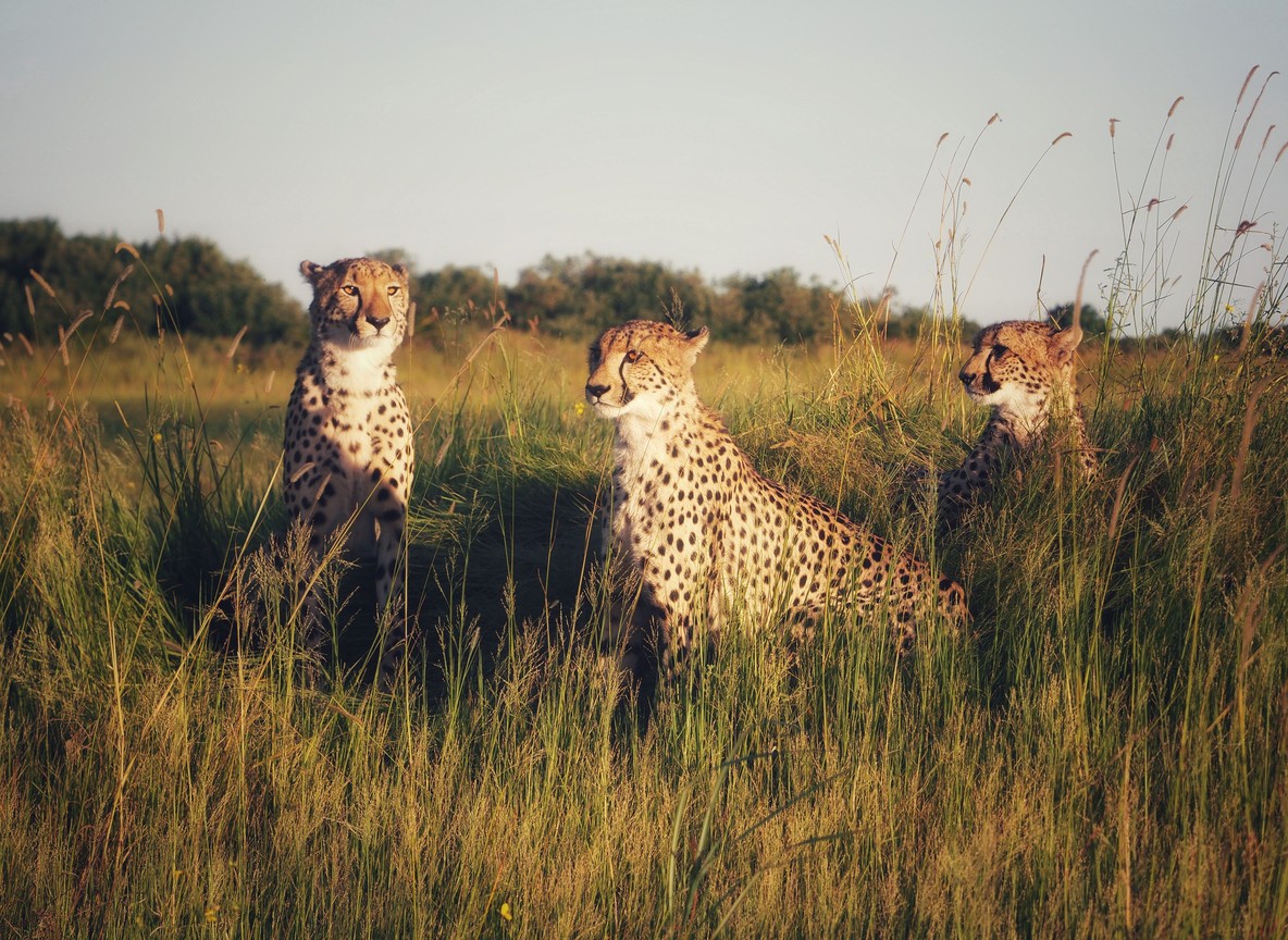 A cheetah scanning the open plains near Naboisho Conservancy in the Maasai Mara