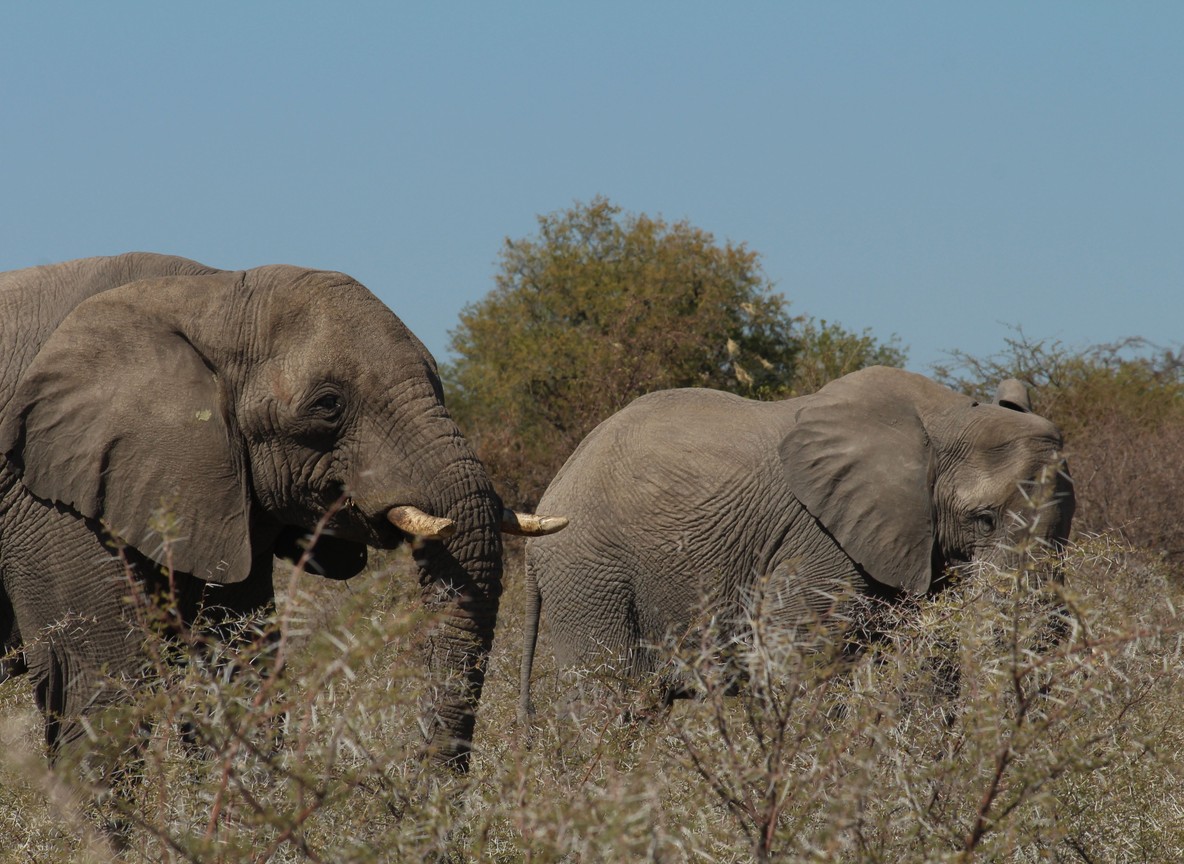 Elephants moving past flat-topped acacia trees on the open plains of the Maasai Mara