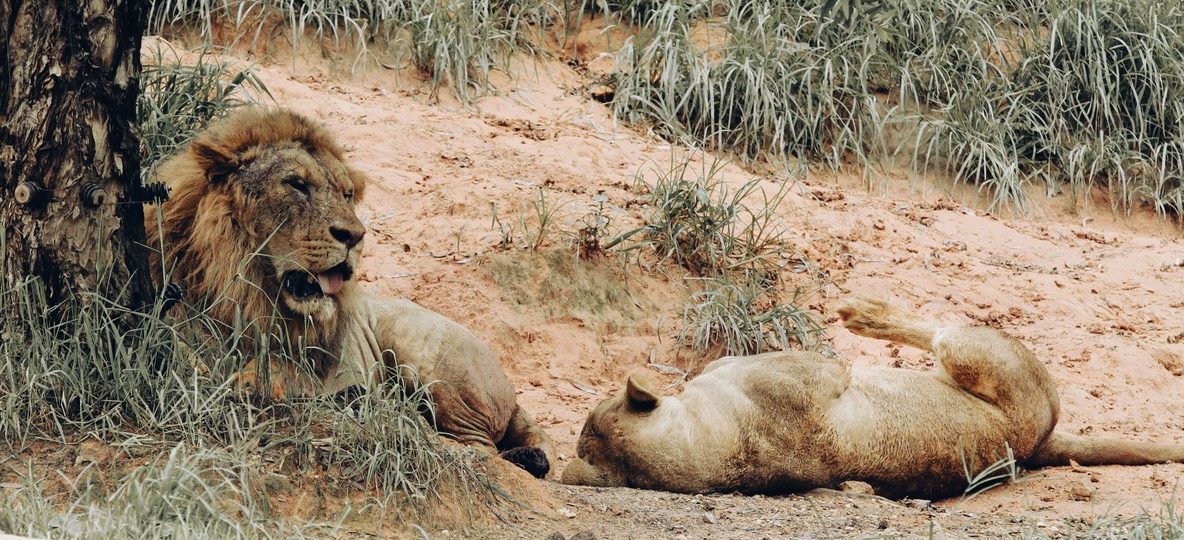 Lions resting in golden grass near Fig Tree Camp on a fig tree camp masai mara safari kenya trip