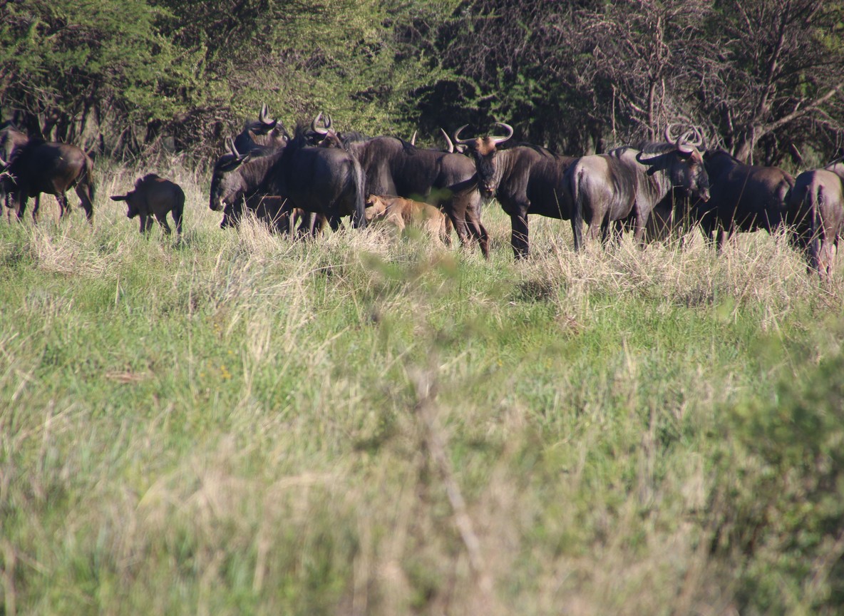 Wildebeest crossing the Mara River during the Great Migration near the Talek River