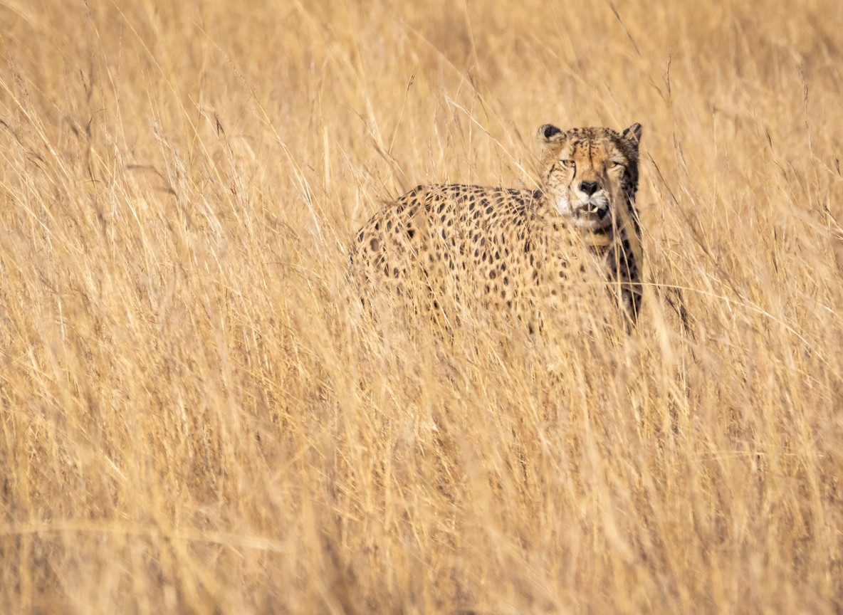 A cheetah scanning the open plains near Fig Tree Camp on the Talek River