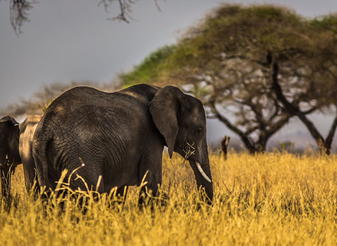 Elephants moving past acacia trees on the plains near the Masai Mara National Reserve