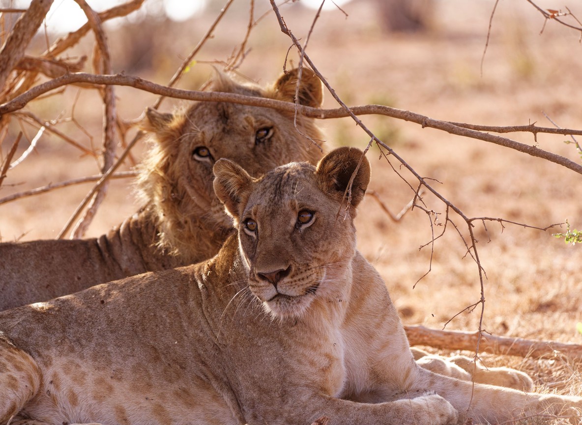 eastern Masai Mara
