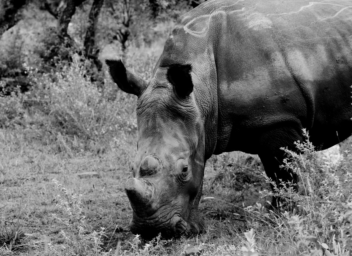 A white rhino grazing near acacia trees with flamingos visible on the lake in the distance