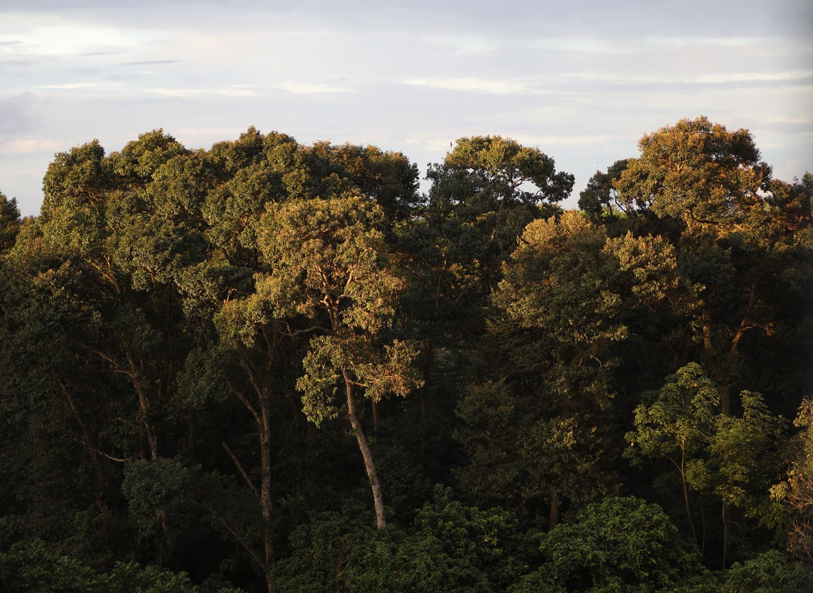 Elephants crossing a forest clearing near the road into Aberdare National Park
