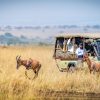 Olare Motorogi Conservancy, Masai Mara