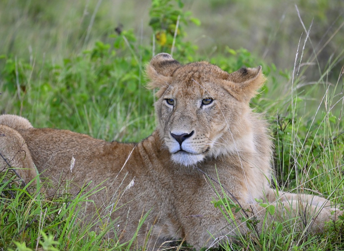 Naboisho Conservancy