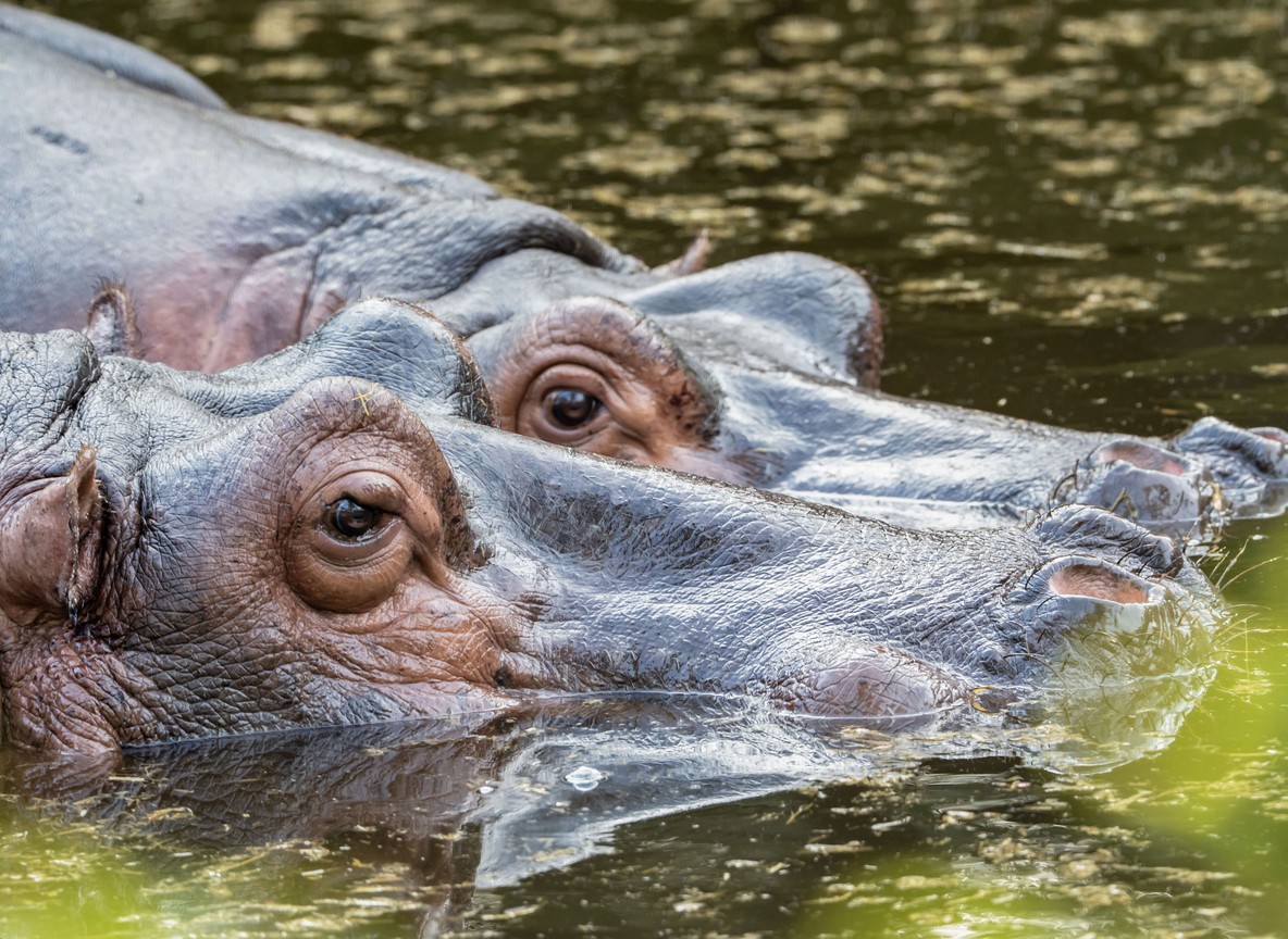 A hippo pod resting in shallow water near reeds on a Kenyan lakeshore at sunrise
