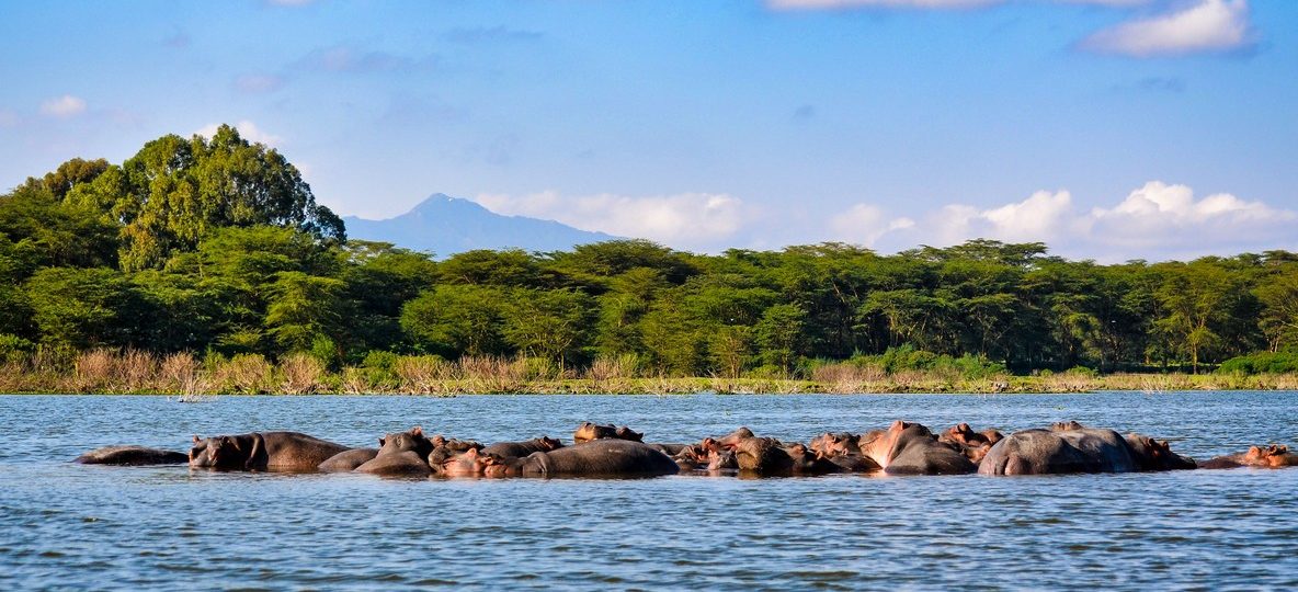 A boat of safari tourists watching a pod of hippos at Hippo Point on Lake Naivasha at sunset