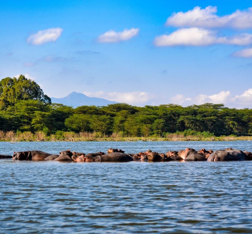 A boat of safari tourists watching a pod of hippos at Hippo Point on Lake Naivasha at sunset