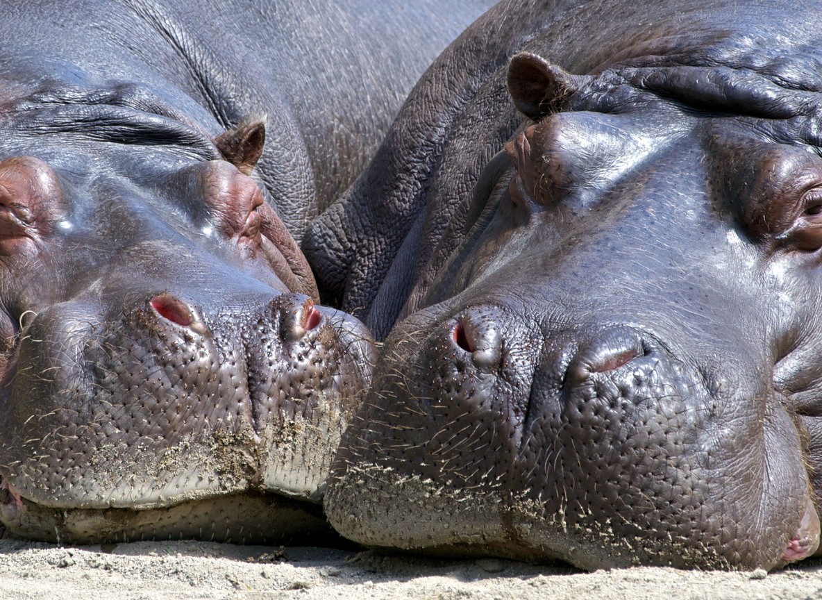Close-up of hippos submerged in Lake Naivasha with only eyes and ears visible above the waterline