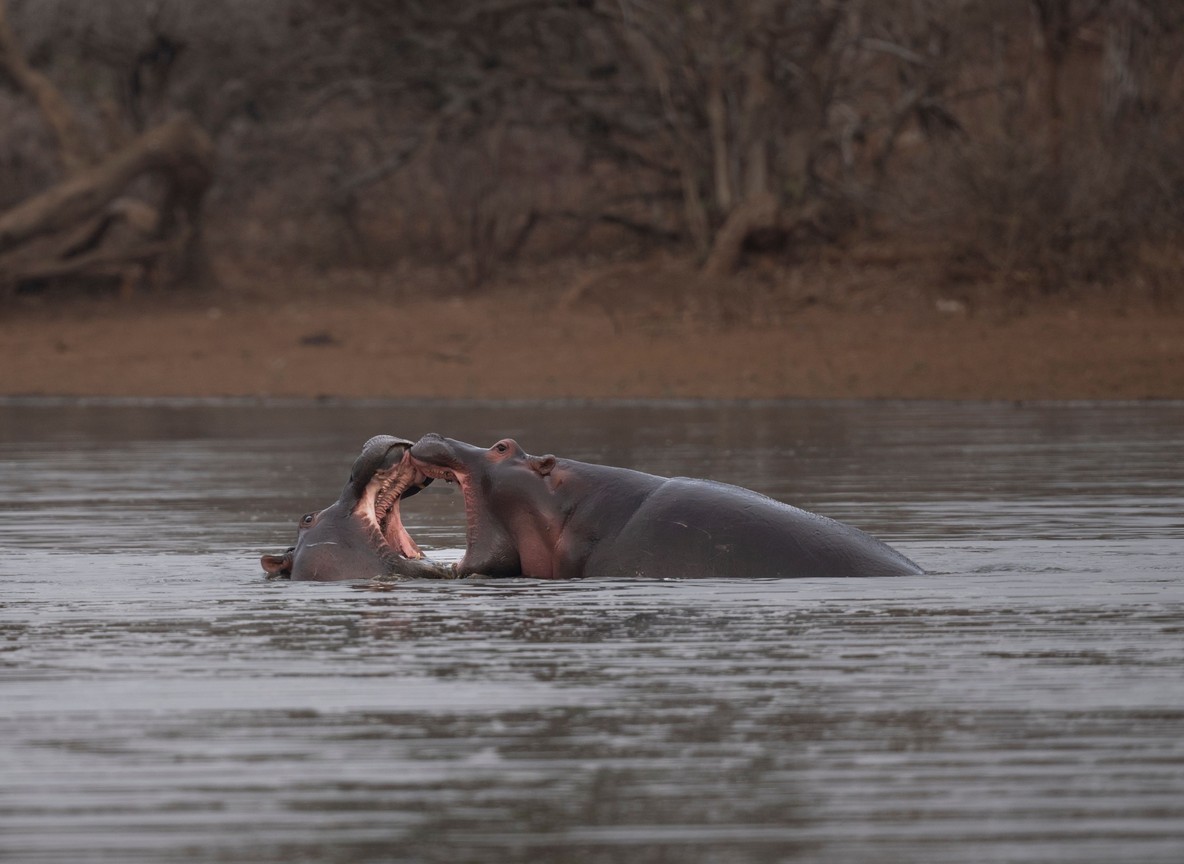 A safari guide pointing out a hippo pod to tourists from a boat on Lake Naivasha with the Rift Valley escarpment in the background