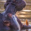 A Kenya Wildlife Service rescue crew loading a sedated hippo into a transport crate beside a shrinking lake shoreline during drought