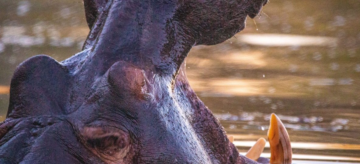 A Kenya Wildlife Service rescue crew loading a sedated hippo into a transport crate beside a shrinking lake shoreline during drought