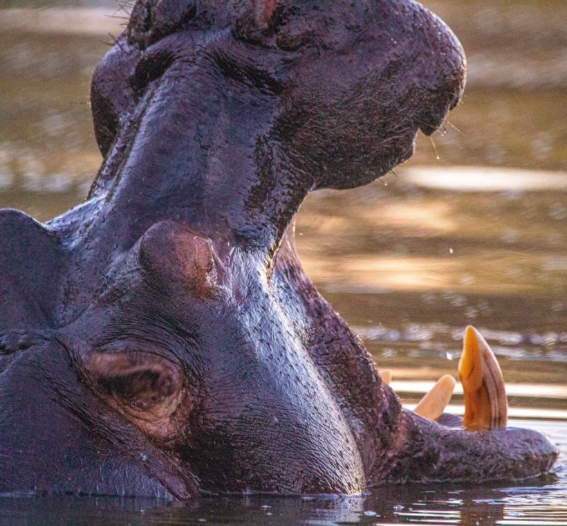 A Kenya Wildlife Service rescue crew loading a sedated hippo into a transport crate beside a shrinking lake shoreline during drought