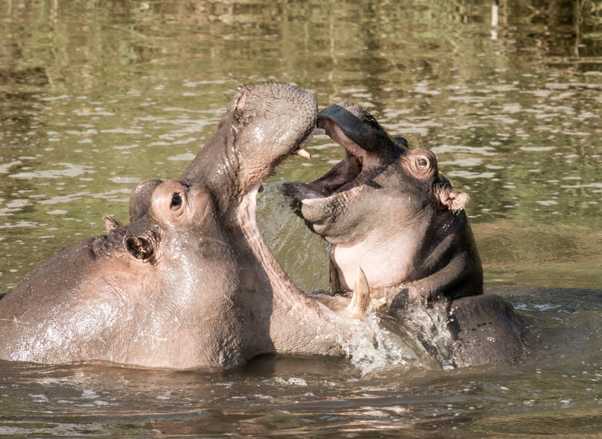 Kenya Wildlife Service rangers and a veterinary team preparing a hippo transport crate on a flatbed truck near a lake
