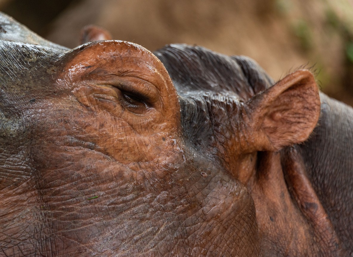 A hippo standing at the muddy, receding edge of a Kenyan lake during drought conditions