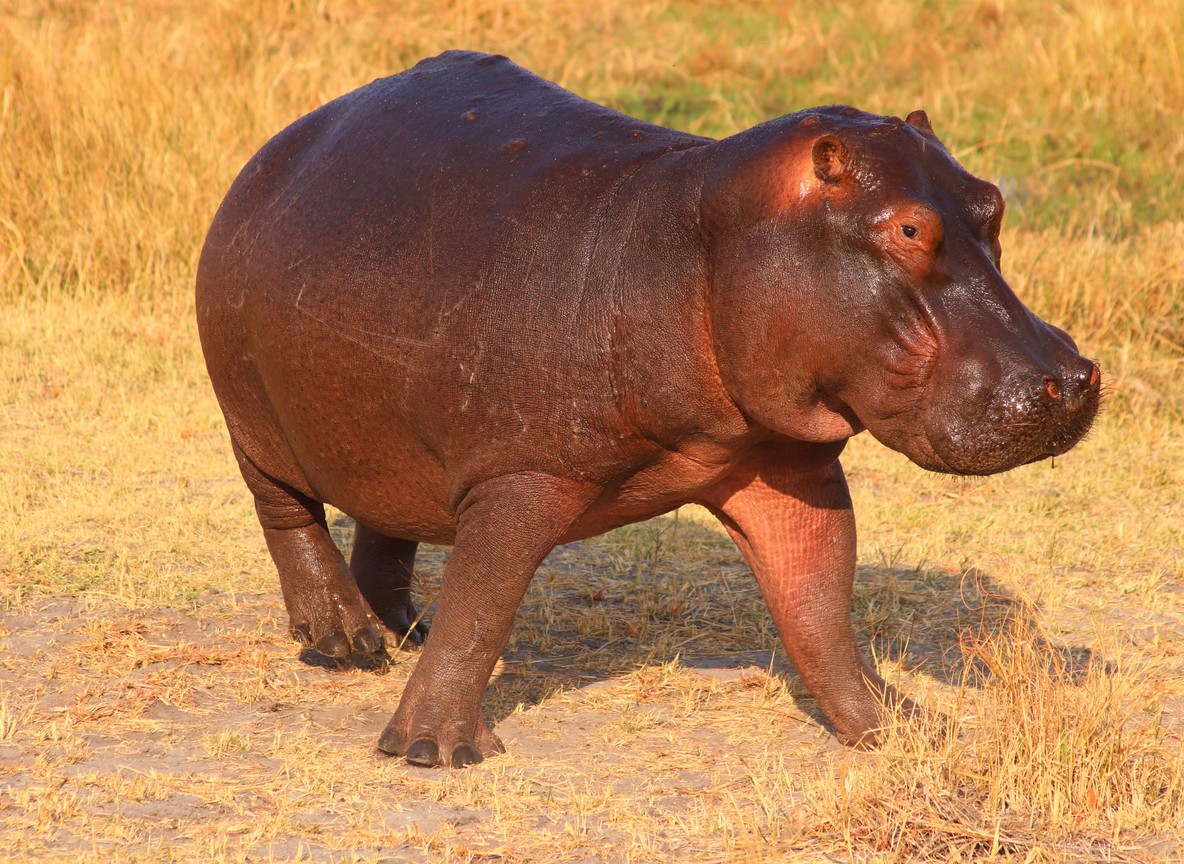 A Kenya Wildlife Service ranger monitoring a released hippo at the edge of a wetland during a translocation exercise