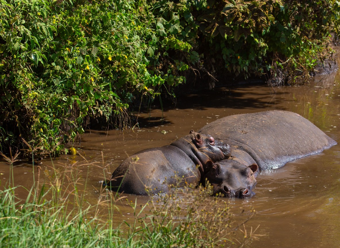 A Trunktrails Safaris guide pointing out a pod of hippos to guests from a small boat on a Kenyan lake