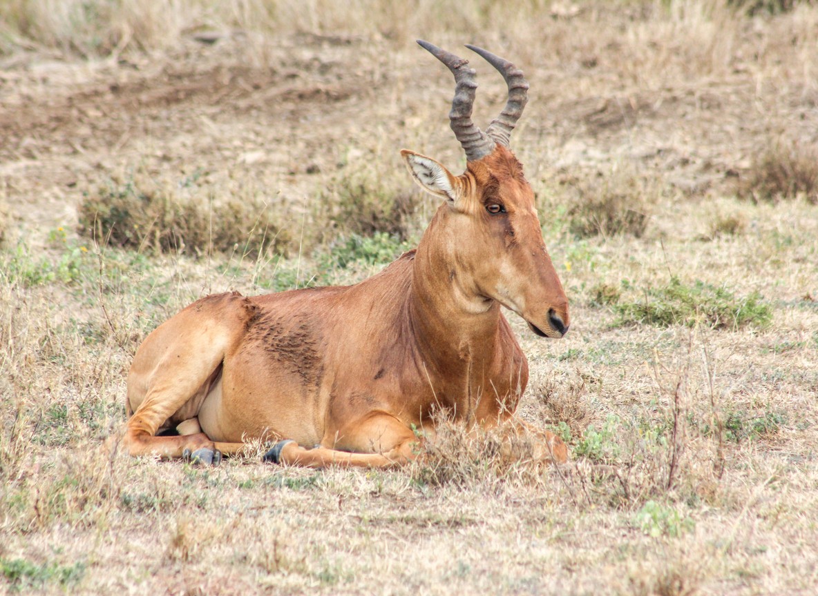 Close portrait of a hirola antelope showing the white spectacle markings around its eyes and lyre-shaped horns