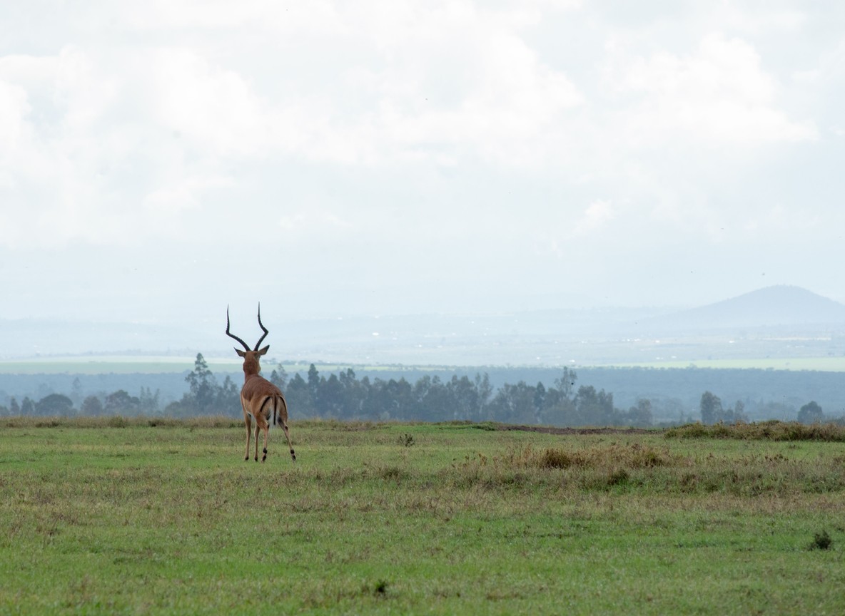 acacia trees behind