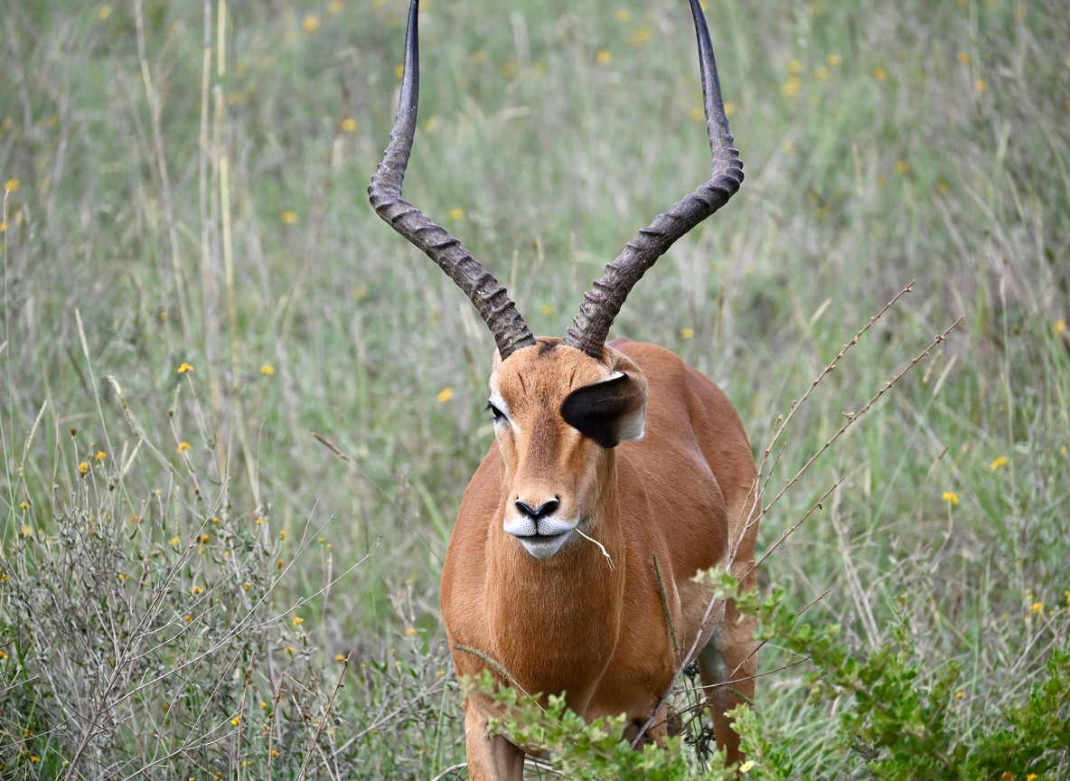 a small herd of antelope in the distance