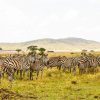 golden afternoon light, northern Kenya