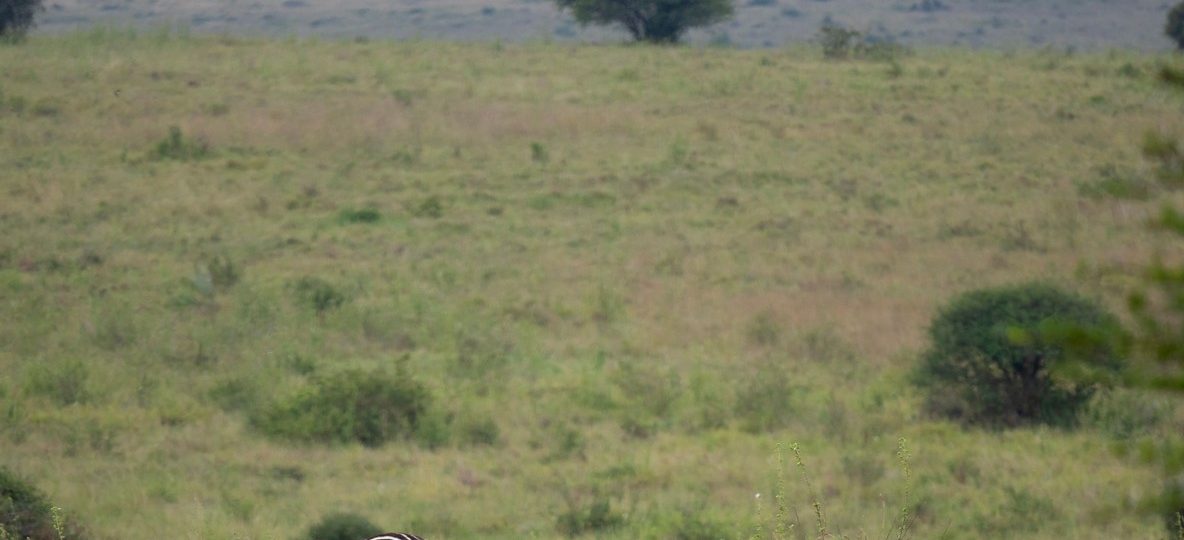 Mount Kenya visible on the horizon