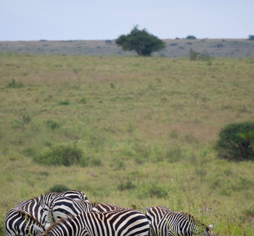 Mount Kenya visible on the horizon