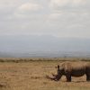 A stone and thatch open-fronted safari banda overlooking rolling Laikipia bush at golden hour, with a black rhino grazing in the middle distance