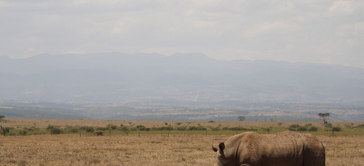 A stone and thatch open-fronted safari banda overlooking rolling Laikipia bush at golden hour, with a black rhino grazing in the middle distance