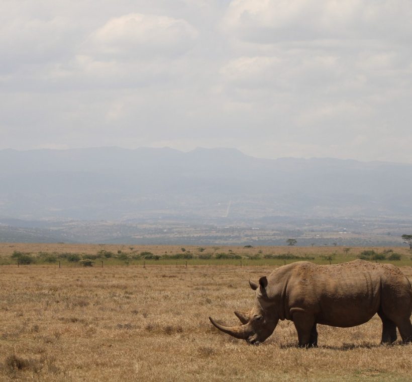A stone and thatch open-fronted safari banda overlooking rolling Laikipia bush at golden hour, with a black rhino grazing in the middle distance