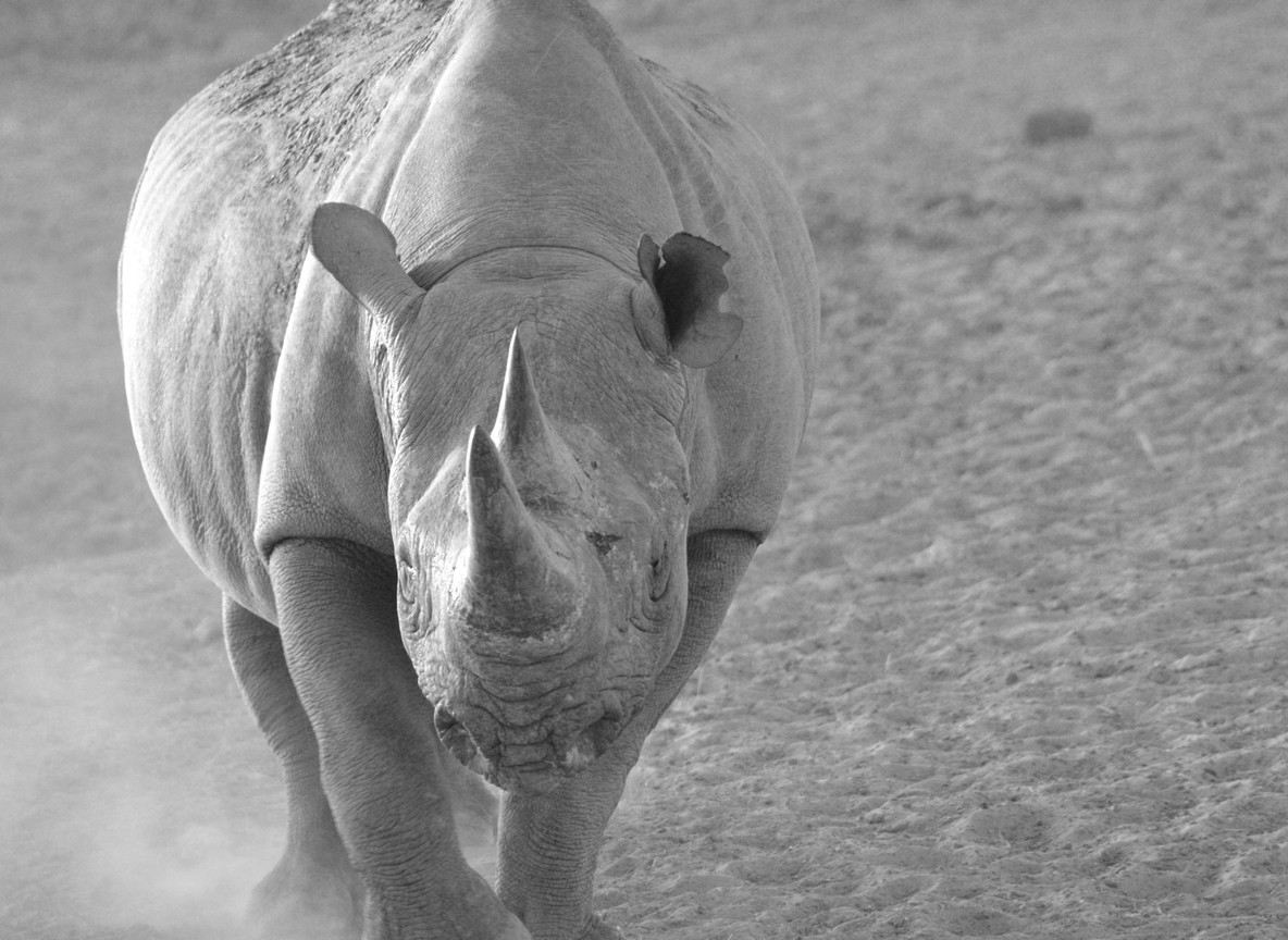 Ol Pejeta Conservancy rangers checking a radio collar on a black rhino in Laikipia, Kenya